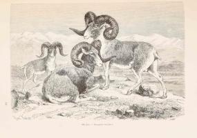 Lóczi Lóczy Lajos (1849-1920): A khinai birodalom természeti viszonyainak és országainak leírása. Gr...