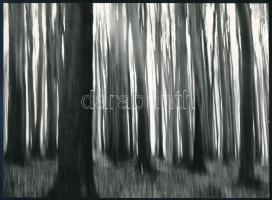 cca 1975 Nervetti Károly székesfehérvári fotóművész vintage fotóművészeti alkotása (Erdő), feliratozva, ezüst zselatinos fotópapíron, 16,5×,4 cm