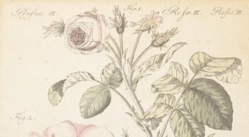 2 darab botanikai témájú, akvarellel színezett rézmetszet. Üvegezett keretben, 23x18 cm