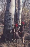 1963-1964 Magyar tájak, Balaton, Székesfehérvár, Kékes, Visegrád, színes diapozitívok, 12 berakóban