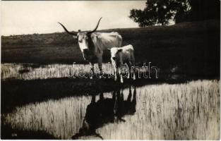 Magyar ökrök, folklór / Hungarian folklore, oxen