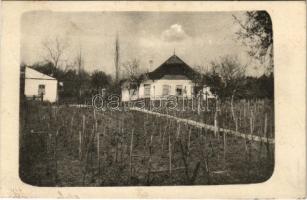 1918 Balatonalmádi, Öreghegy, szőlőtőkék, photo + "BALATONALMÁDI-ÖREGHEGY M.Á.V." vasúti mozgóposta