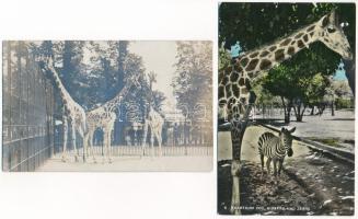 ÁLLATKERT, ÁLLATOK - 4 db RÉGI képeslap, közte 1 modern / ZOO, ANIMALS - 4 pre-1945 postcards, including 1 modern