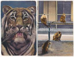 ÁLLATKERT, ÁLLATOK - 4 db RÉGI képeslap, közte 1 modern / ZOO, ANIMALS - 4 pre-1945 postcards, inclu...