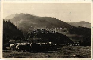 Nagyhagymás, Nagy-Hagymás, Muntii Hasmas, Hasmasul Mare; Csíki havasokból csángó pásztor. Andory Aladics Zoltán mérnök felvétele / Csango shepherd from the mountains (vágott / cut)