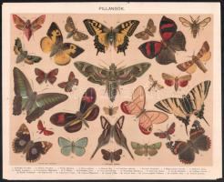 cca 1900 Pillangók, színes litográfia, a Pallas Nagy Lexikona melléklete, 29x23,54 cm