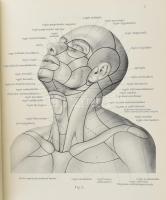 Sobotta, J.: Atlas der deskriptiven Anatomie des Menschen. Berlin/München, 1944, J.F. Lehmanns Verla...