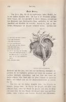 Raith, Josef:
Der populäre Hausarzt. Gemeinverständliche Darstellung der Gesundheitslehre und Heilk...