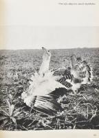 Jaroslav Holecek: Csendes Vadászat. Bp., 1973, Gondolat. Kiadói egészvászon-kötés, volt könyvtári pé...