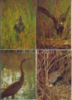 MADARAK - 7 db modern postatiszta képeslap / BIRDS - 7 modern unused postcards