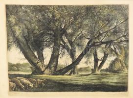 Kaveczky Zoltán (1897-1965): Tiszaparti fűzfák. Rézkarc, papír, jelzett. Lap széleb kissé foltos. De...
