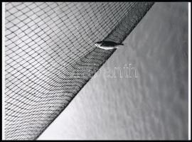 cca 1968 Szabó Tibor (?-?) budapesti fotóművész hagyatékából 1 db modern nagyítás (Szerény zsákmány), jelzés nélkül, 21x15 cm