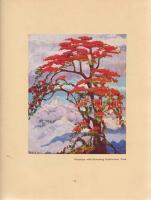 Farkas E[rzsébet], Sass Brunner - Brunner, Elizabeth
Mystic India Through Art. Reproductions of Pai...