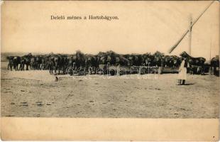 Hortobágy, Delelő ménes, magyar folklór. R. Mosinger (fl)