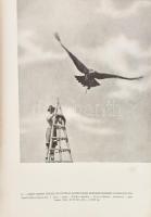 Homoki Nagy István: Szárnyas vadászmesterek. Fotoriport a vadászmadarakról. Írta és fényképezte: - -...