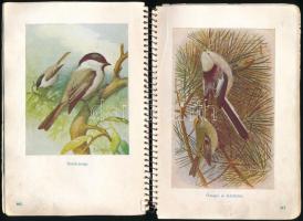 Vertse Albert: A kert madárvilága. Csörgey Titusz, Vezényi Elemér és Nécsey István festményeivel. Bp...