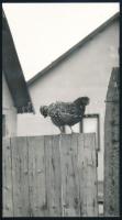 1963 Horváth István debreceni fotóművész feliratozott, vintage fotóművészeti alkotása (Tyúk), ezüst zselatinos fotópapíron, 23x12,7 cm