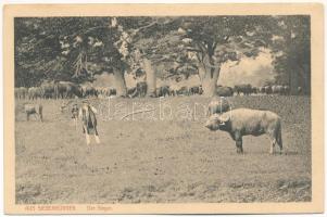 Feketehalom, Zeiden, Codlea; Aus Siebenbürgen. Der Sieger / Erdélyi folklór, bivalyok. Photogr. Atelier Greiner / Transylvanian folklore, buffalos (EK)