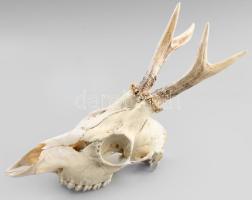 Őz trófea, h: 29 cm