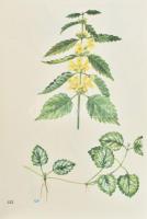 Dr. Majer Antal: Erdő- és termőhelytípusok útmutató növényei. Dr. Csapody Vera illusztrációival. Bp....