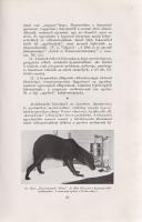 Völgyesi Ferenc:
Ember- és állat-hypnosis. Tekintettel az agy phylo- és ontogenesisére. (Dedikált.)...