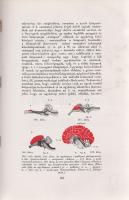 Völgyesi Ferenc:
Ember- és állat-hypnosis. Tekintettel az agy phylo- és ontogenesisére. (Dedikált.)...