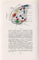 Völgyesi Ferenc:
Ember- és állat-hypnosis. Tekintettel az agy phylo- és ontogenesisére. (Dedikált.)...