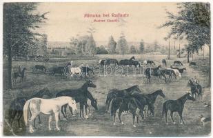 1906 Mitocu Dragomirnei, Mittoka bei Radautz (Bukovina, Bukowina, Bucovina); Mutter Gestüt / stud farm (r)