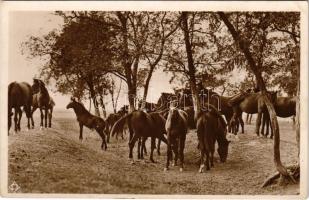 Hortobágy, Hortobágyi ménes az akácosban, magyar folklór