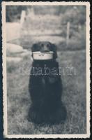 cca 1930-1940 Kutya a táljával, fotólap, 13,5x8,5 cm