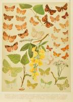 Abafi Aigner Lajos Magyarország lepkéi Tekintettel Európa többi országainak lepke-faunájára Bp. 1907...