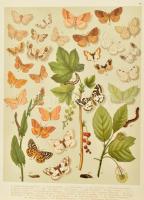 Abafi Aigner Lajos Magyarország lepkéi Tekintettel Európa többi országainak lepke-faunájára Bp. 1907...