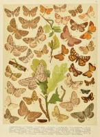 Abafi Aigner Lajos Magyarország lepkéi Tekintettel Európa többi országainak lepke-faunájára Bp. 1907...