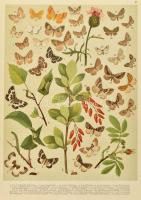 Abafi Aigner Lajos Magyarország lepkéi Tekintettel Európa többi országainak lepke-faunájára Bp. 1907...