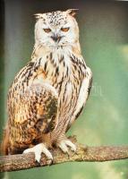 Welcome to Zeeland! Edited by Ibolya Lászlófi. Photos: Gyula Kisbán. A fotóművész, Kisbán Gyula álta...