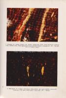 Szádeczky-Kardoss Elemér:
Szénkőzettan. (Dedikált.)
Budapest, 1952. Akadémiai Kiadó (ny.) 315 + [1...