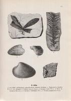 Vitális István:
Magyarország szénelőfordulásai. 88 ábrával, 13 táblával és 1 térképpel.
Sopron, 19...