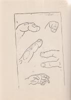 (Anonim művészeti anatómiai jegyzet illusztrált, géppel írt kézirata, Székely Bertalan 1888. évi ,,F...