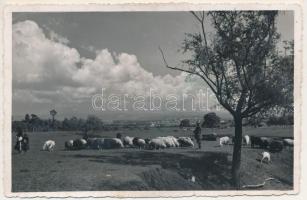 1942 Medgyes, Mediasch, Medias; erdélyi folklór, birkanyáj / Transylvanian folklore, flock of sheep. photo (fl)