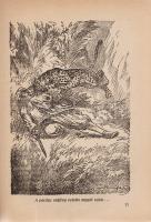 Donászy Ferenc:
Vadászkalandok vad tájakon. Haranghy Jenő rajzaival.
Donászy Ferenc (1858-1923) if...