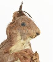 Preparált mókus, m: 28 cm