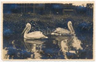 Nagyszeben, Hermannstadt, Sibiu; Gradina zoologica / Állatkert, pelikánok / zoo, pelicans. Fot. E. Fischer (EM)