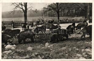 Moritzburg wildlife park