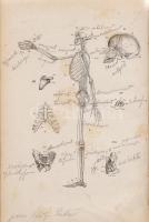 Huxley, Thomas Henry:
Előadások az elemi élettan köréből. Az eredetinek harmadik kiadása után fordí...