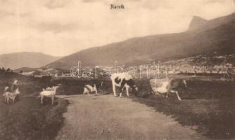 Narvik herd