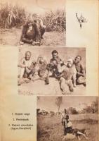 Kittenberger Kálmán: Kelet-Afrika vadonjaiban. Görög Rezső rajzaival. Az előzéklapok rajzait Vezényi...