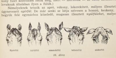 Schandl József: Lótenyésztés. Bp., 1955, Mezőgazdasági Kiadó. (Bp.-i Szikra Ny.). 255,[1]p., 1 kih. ...