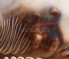 Nagyméretű tengeri kagyló, 18x14x13 cm