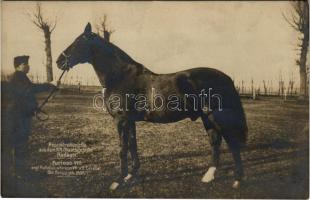 Radauti, Radóc, Radautz (Bukovina, Bucovina, Bukowina); Pepinierehengste aus dem K. K. Staatsgestüte. Furioso VIII engl. Halbblut v. Furioso VII a. d. Cavalier / K.u.K. stud farm, stallion. Buchhandlung Herzberg (fa)