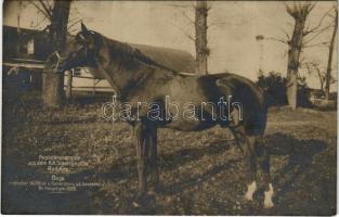 Radauti, Radóc, Radautz (Bukovina, Bucovina, Bukowina); Pepinierehengste aus dem K. K. Staatsgestüte. Doge englischer Vollblut v. Gunersbury a. d. Desdemona / K.u.K. stud farm, stallion. Buchhandlung Herzberg (fl)